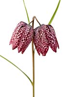 Fritillaria meleagris - snake's head fritillary