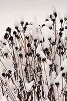 Helenium with snow piled on seedheads