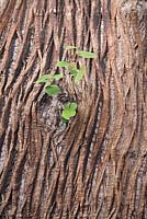 Castanea sativa bark - sweet chestnut tree