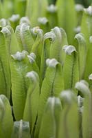 Asplenium scolopendrium fronds unfurling - hart's tongue ferns 