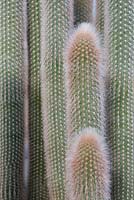 Cleistocactus - cleistopsis cactus