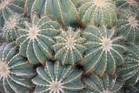 Parodia magnifica - balloon cactus