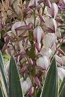 Yucca gloriosa variegata flowers - spanish dagger
