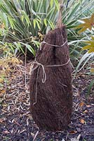 Brushwood screen used as winter protection on Musa 'Basjoo' plant - banana 