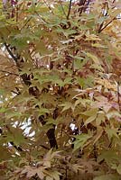 Acer palmatum 'Sango Kaku' - coral bark maple 