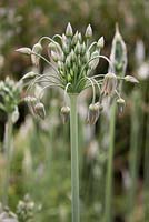 Allium Nectaroscordum Siculum, Syn. Allium Bulgaricum, Honey Bells, May. 