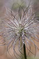 Pulsatilla Vulgaris seedheads - Pasque flower, May. 