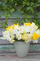 Vase of Narcissus 'Pueblo' and 'Rippling Waters' with Tulipa 'Sun King' and 'Purissima'
