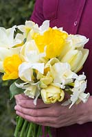 Woman holding fresh cut flowers of Narcissus 'Pueblo' and 'Rippling Waters' with Tulipa 'Sun King' and 'Purissima'