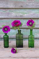 Anemone coronaria 'Sylphide' in miniature green glass vases