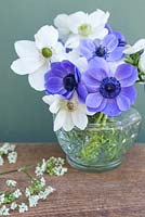 Anemone coronaria 'Mr Fokker' and 'The Bride' in a glass vase