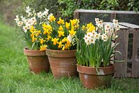Terracotta containers with Narcissus 'Geranium' and 'Jetfire'