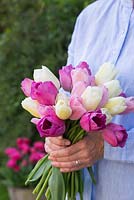 Woman holding bunch of cut Tulipa 'Attila', 'Catherina' and 'Rosalie'