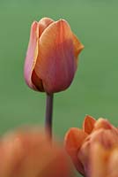 Tulipa 'Cairo' 