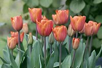 Tulipa 'Annie Schilder' 