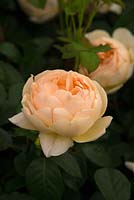 Rosa 'Jude the Osbcure'