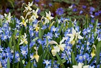 Narcissus 'Toto' with Chionodoxa forbesii 'Blue Giant'