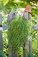 Harvested savory hanging on a wooden fence.