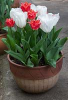 Potted tulips, Tulipa 'Diamond Jubilee' and Tulipa 'Joint Devision'