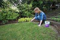 Lady spreading lawn seed, to thicken bare patches