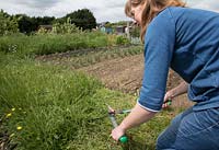 Using shears to cut grass around a vegetable plot