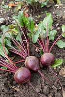 Beetroot 'Red Ace' F1 Hybrid, red beet