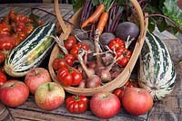 Harvest time, tomato 'Costoluto Fiorentino', Marrow 'Safari', Beetroot 'Red Ace', shallots, apples 'James Grieve' and 'Discovery, in a trug
