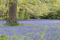 Bluebells in Parc Lye. Enys Garden, St Gluvias, Penryn, Cornwall, UK