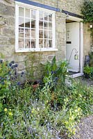 Brigit Strawbridge's rented cottage in historic Pump Yard, St James', its front door surrounded by insect friendly plants including Cerinthe major 'Purpurascens', honeywort, and Limanthes douglasii, the poached egg plant.