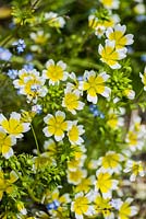 Limnanthes douglasii, the poached egg plant.