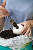 Placing cactus and succulent soil mix into a sea urchin with a metal spoon
