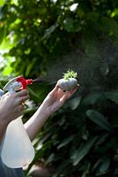 Using a spray bottle to lightly water a newly planted sea urchin shell containing a Sedum 'Gold Mound' 