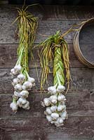 Braiding garlic bulbs for hanging. The finished braid hanging on garden shed 