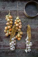 Garlic braids and onion strings hanging on garden shed. 