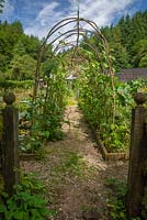 The runner bean arch in the potager, Nant Y Bedd, Abergavenny, South Wales