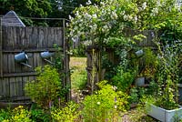 Espalier apples, old watering cans and kitchen sinks in the potager, Nant Y Bedd, Abergavenny, South Wales