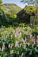 Persicaria bistorta 'Superba' and meconopsis with Souther Fell glimpsed between old farm buildings beyond.