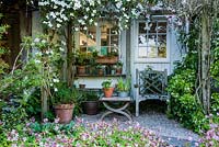 A sheltered seating area against the house shrouded with pink and white Clematis montana, and framed with Choisya ternata, hardy geraniums and pots of bulbs and primulas.