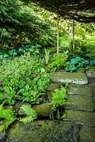 Area of shade and moisture loving plants including hostas, ferns and primulas