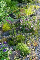 Rock garden including erodiums, aquilegia, briza and sedums.