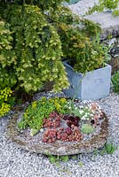 A shallow stone plate of alpines including sempervivums and dianthus.