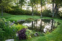 Dawn sun breaking through tall sycamores reflecting in the pond with planting at its end including ferns, irises, Persicaria 'Red Dragon' and willow.