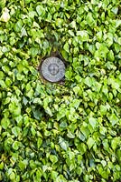 Variegated ivy on a wall is cut to reveal a decorative disc.