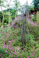 Slope below the house planted with Pseudopanax crassifolius and Aralia echinocaulis underplanted with Geranium 'Anne Thomson'. Hunting Brook Garden, Co Wicklow, Ireland