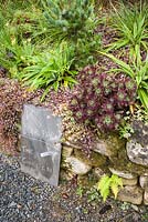 Succulents including Aeonium simsii 'Zwartkop' and sempervivums tumble over a retaining wall above a blackboard sign pointing toward the garden from the car park. Hunting Brook Garden, Co Wicklow, Ireland
