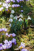 Naturalized Crocus tommasinianus with snowdrops in grass.