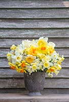 Floral display in metal pot containing Narcissus 'Juanita', 'Finland', 'Red Devon', 'Fragrant Breeze', 'Obdam' and 'Mount Hood'