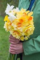 Woman holding bunch of cut Narcissus 'Tahiti' and 'Red Devon'