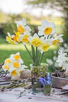 Spring display with Narcissus 'Fragrant Breeze', 'Red Devon', 'Obdam' and Muscari