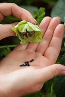 Collecting hellebore seeds in summer